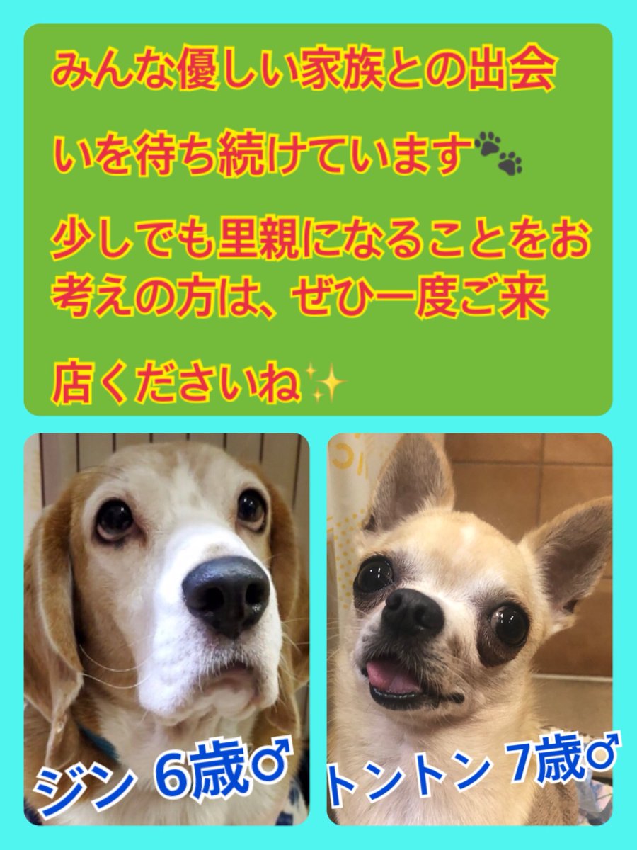 🐾今日の里親様募集中ワンコ🐶メンバーです🐾2020,4,16